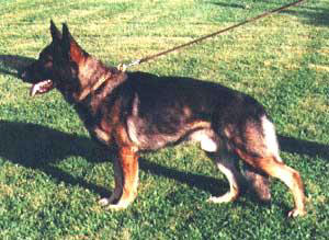 Dax v. BAUMBERG - V1*/D/1996