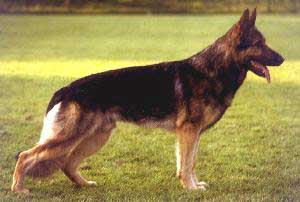 Asko v.d. LUTTER - V1*/D/1998
