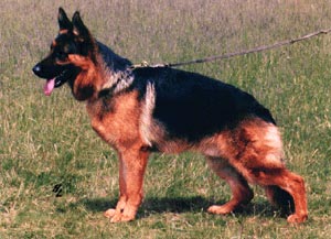 RIKKOR V. BAD-BOLL - VA1/D/1998-99