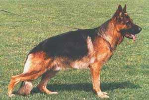 URSUS V. BATU - VA1/D/2000